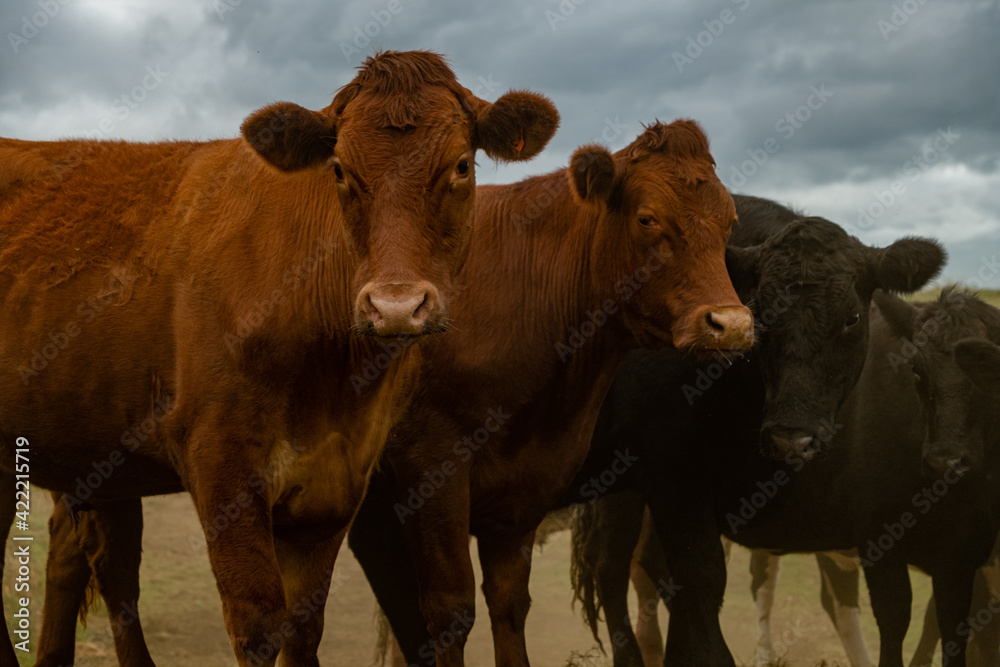 Cattle being moved on a New Zealand farm. Cattle being moved on a New Zealand farm.