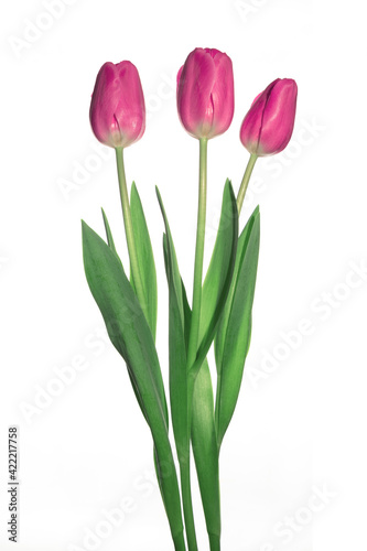 Three  pink tulips flowers isolated on white background.