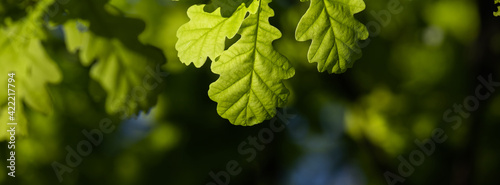 Banner spring oak leaves on a dark background. photo