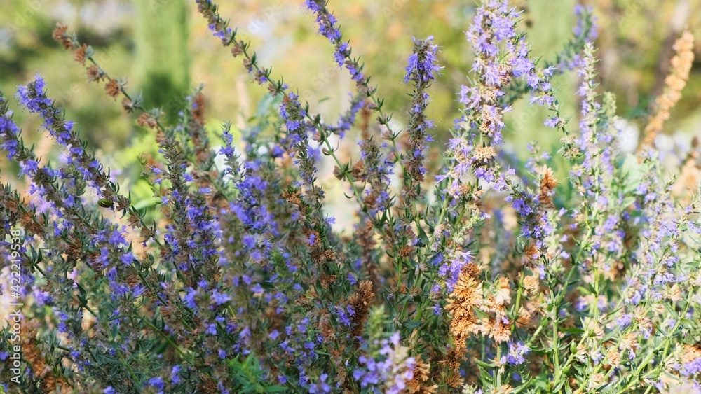 Obraz premium Purple lavender flowers on the field.