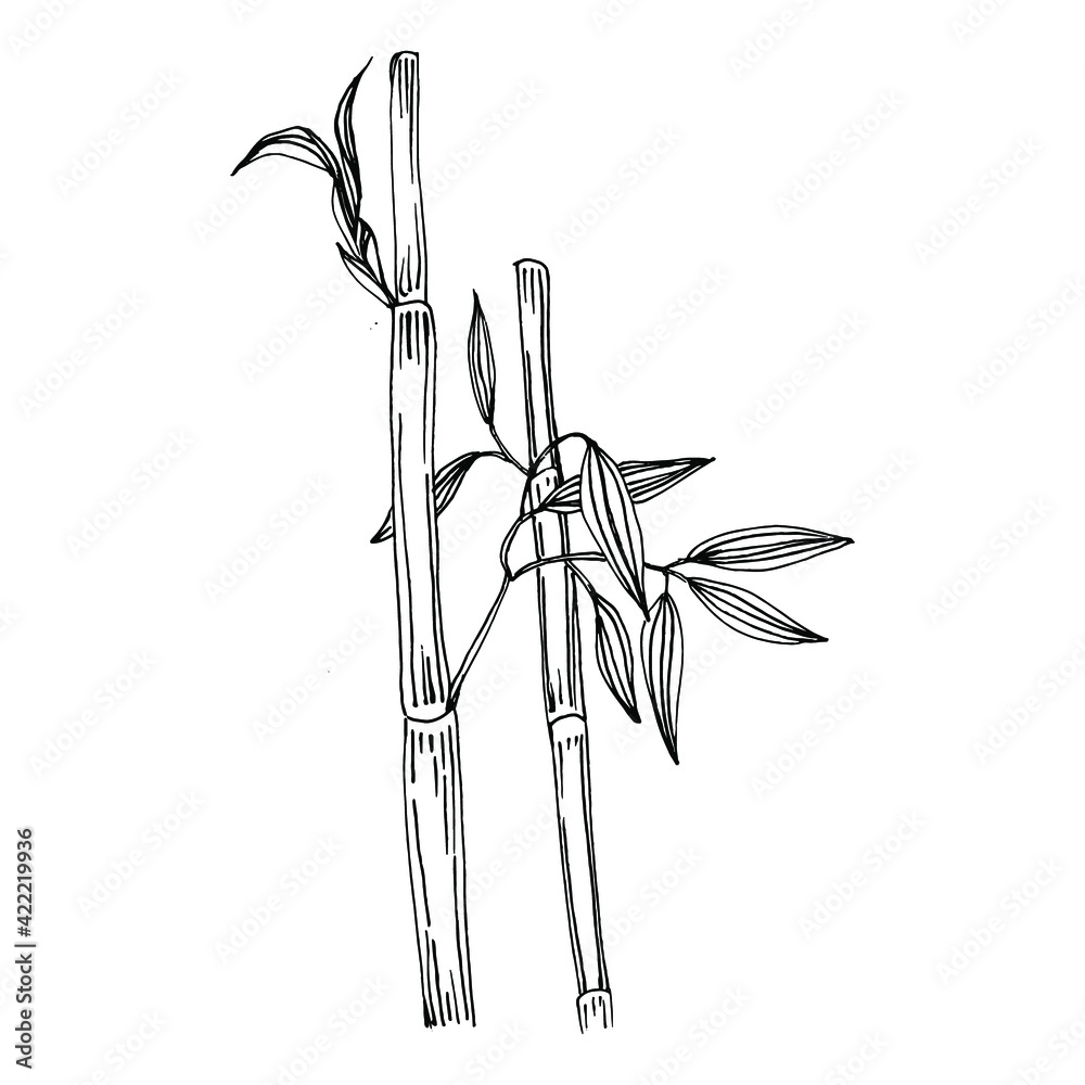 Bamboo plant by hand drawing sketch. Floral tattoo highly detailed in ...