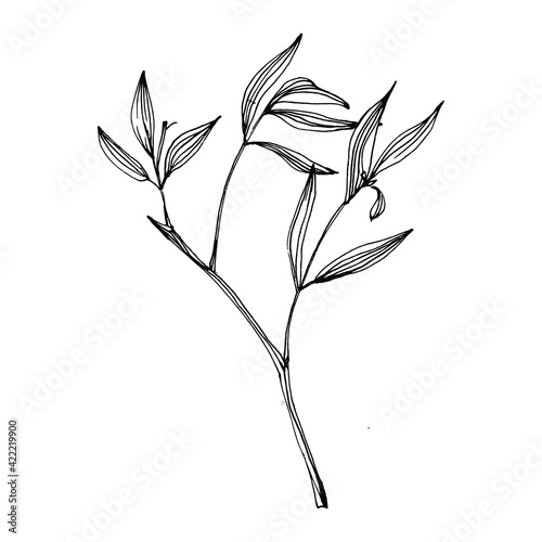 Bamboo plant by hand drawing sketch. Floral tattoo highly detailed in line art style. Black and white clip art isolated on white background. Antique vintage engraving illustration.