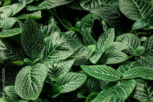 closeup nature view of green leaves background, dark nature concept