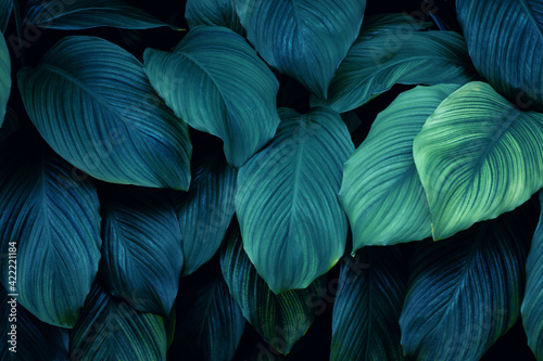 Full Frame of Green Leaves Texture Background. tropical leaf © Nabodin