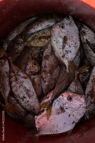 A lot of fish in the bucket