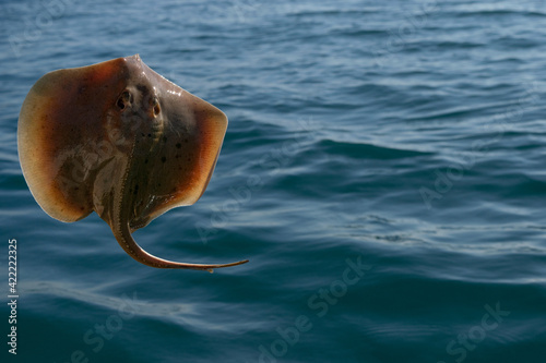 stingray flying in the sea