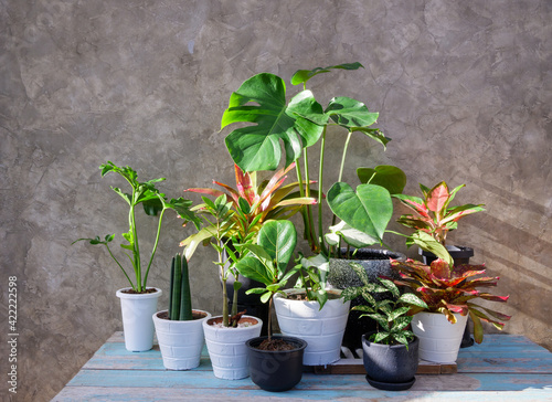 Various house plants in modern container wood table with concrete wall background,air purify with Monstera,philodendron selloum, Aroid palm,Zamioculcas zamifolia,Ficus Lyrata,Bromeliad in sun light