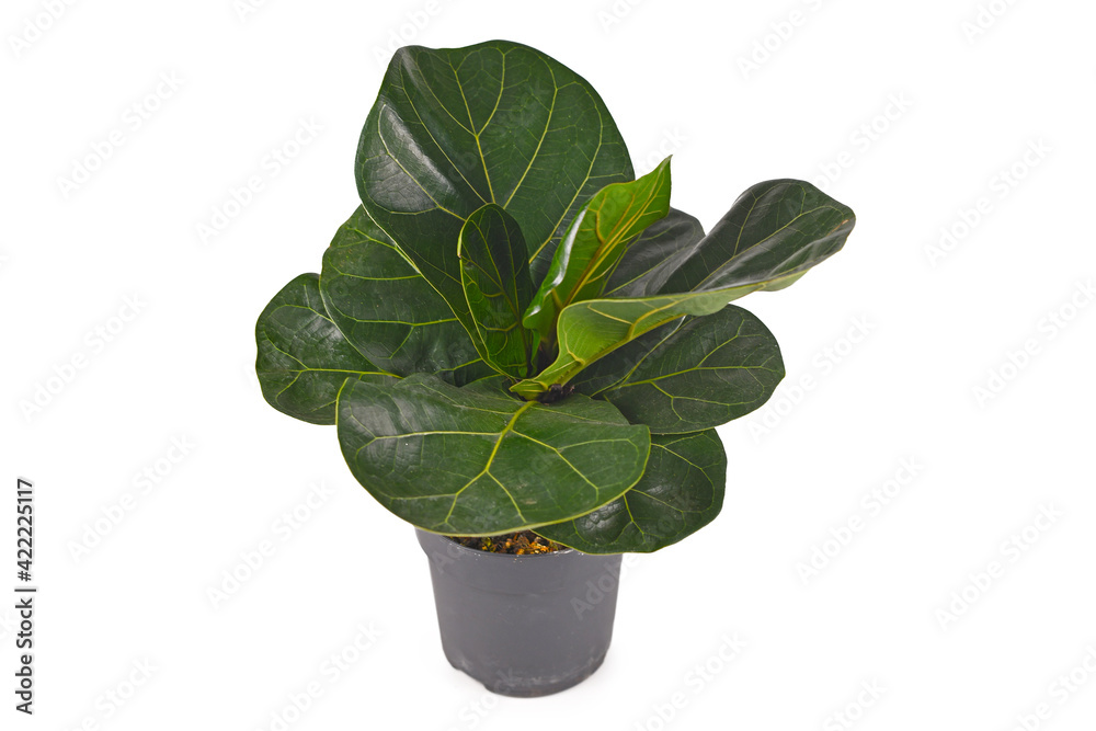 Tropical fiddle leaf fig 'Ficus Lyrata' houseplant in flower pot isolated on white background Tropical fiddle leaf fig 'Ficus Lyrata' houseplant in flower pot isolated on white background