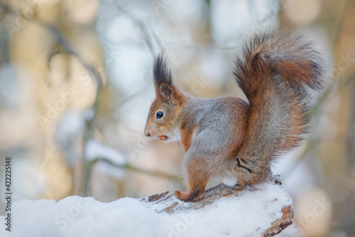 Squirrel in winter © harri
