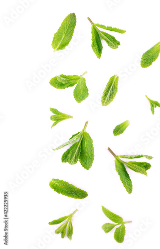 Fresh mint leaves on the white background