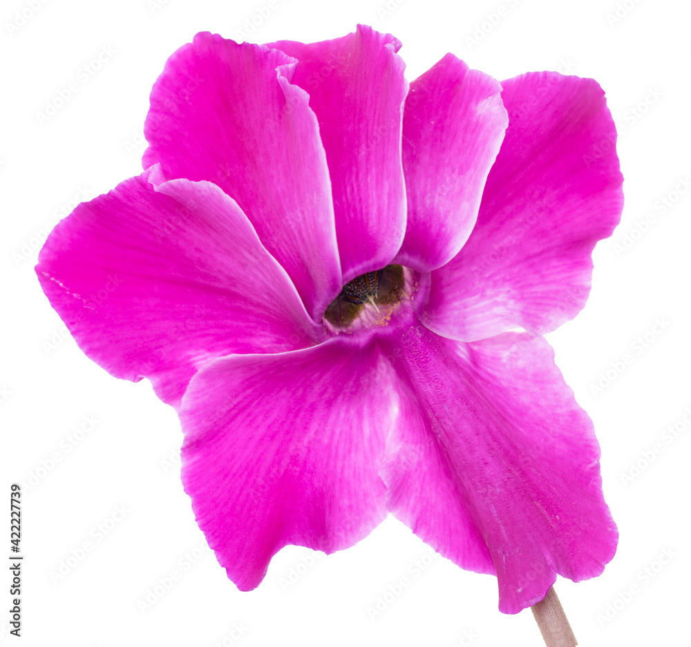 pink and lilac flowers on white background