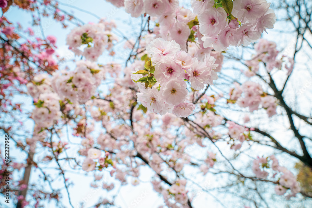 blossom in spring blossom in spring