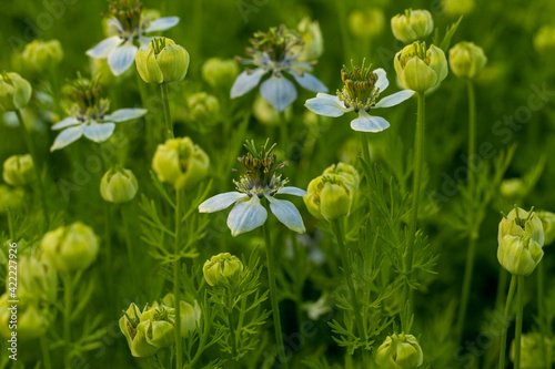 Closeup top shoot of off white-tinged nigella sativa flowers plant