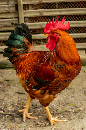 Large breed golden color of rooster looking at the food