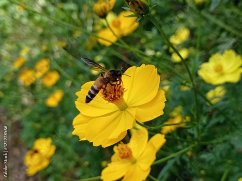 bee on yellow flower © DARSHANA