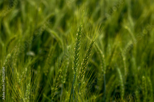 Wheat is usually grown intended for food for humans and animal feed