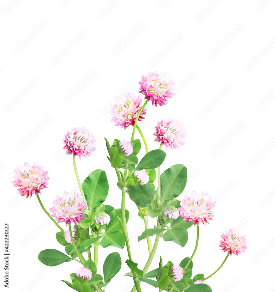 Wild red clover (Trifolium pratense) flowers Wild red clover (Trifolium pratense) flowers