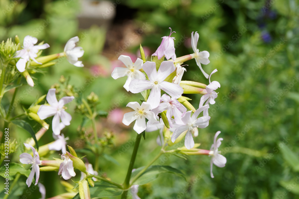 Gros plan sur cymes de fleurs rose pâle de saponaire officinale ou herbe à  savon (Saponaria officinalis) Stock Photo | Adobe Stock