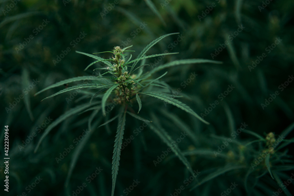 Green marijuana plant with flowers and leaves. Therapeutic and medicinal cannabis. Alternative medicine.