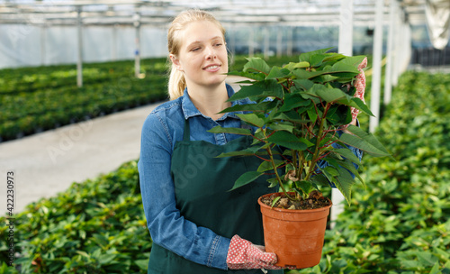 Portrait of confident female farmer working with Poinsettia pulcherrima in modern greenhouse