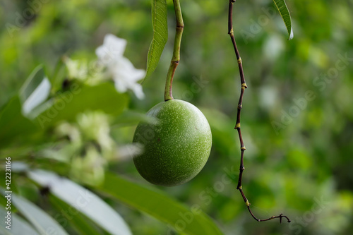 Wallpaper Mural Cerbera odollam (Suicide tree, Pong-pong, Othalanga) fruit on tree. Torontodigital.ca