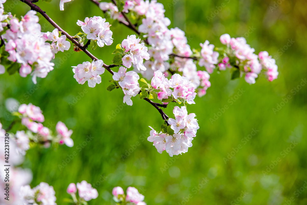 appletree blossom branch in the garden in spring
appletree blossom branch in the garden in spring