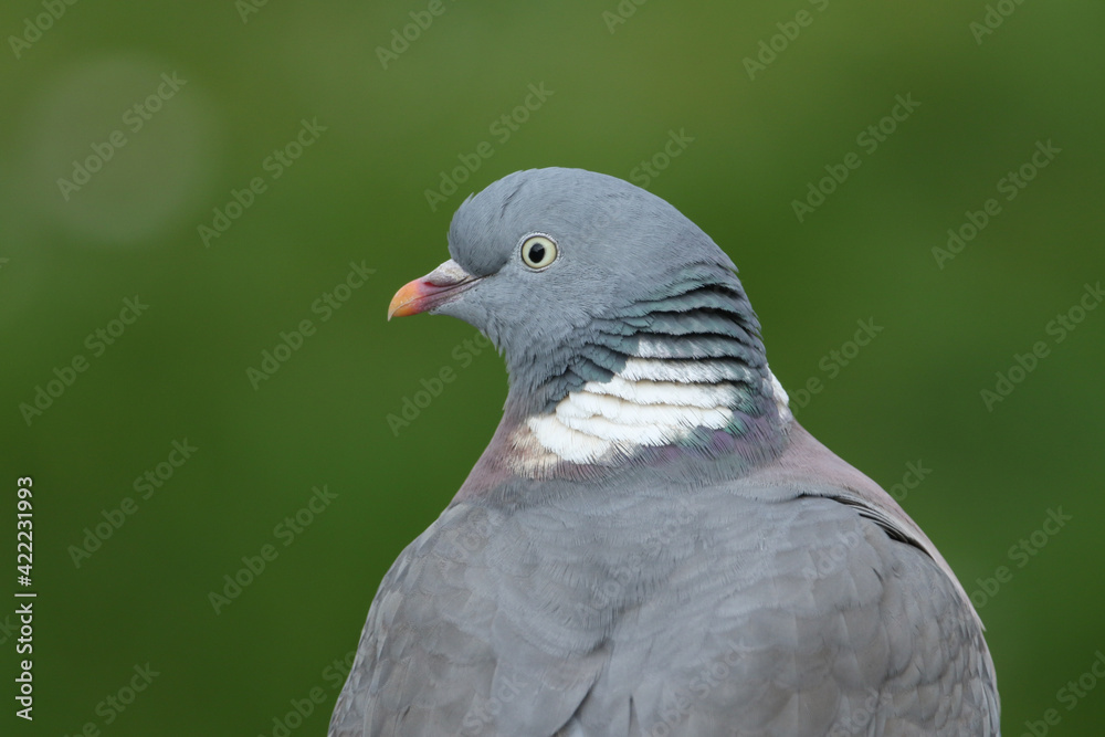A head shot of a pretty Woodpidgeon, Columba palumbus. A head shot of a pretty Woodpidgeon, Columba palumbus.