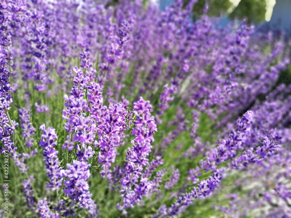 Obraz premium Lavendel