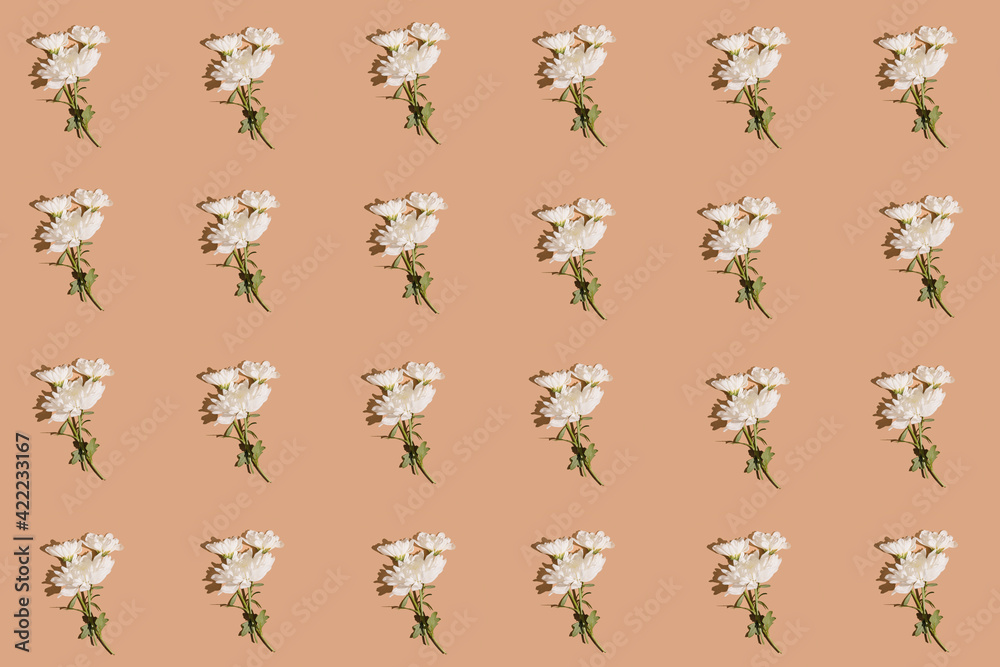 Creative pattern made with chrysanthemum flowers on beige background. Nature concept.Minimal style. Sunlit flat lay. Top view