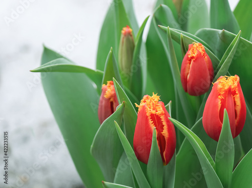 Bouquet of red yellow double tulips on a light background #422233515