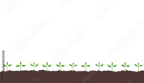 Seedlings germination on the field. Growing young plant. Agricultural shoots. Began to sprout. Spring season soil. Vector. Copy space.