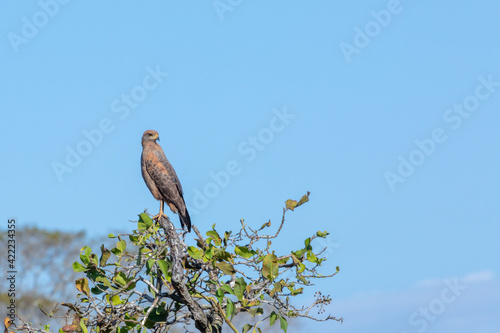 Savanna Hawk (Buteogallus meridionalis) sitting on a tree in the northern Pantanal in Mato Grosso, Brazil