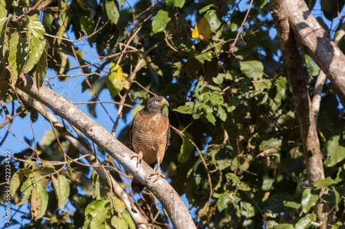 Roadside Hawk (Buteo magnirostris) in nature, seen in the northern Pantanal in Mato Grosso, Brazil photo