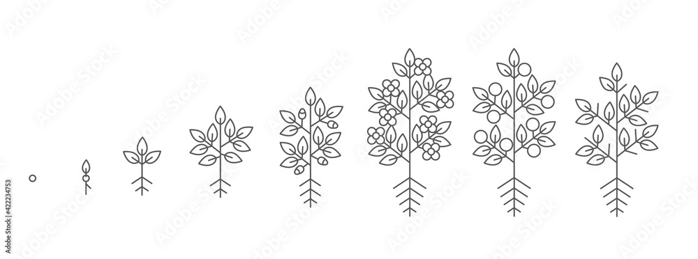 Plant growth stages. Growing period steps. Harvest animation progression. Fertilization phase. Cycle of life. Black line contour outline. Vector icon set.