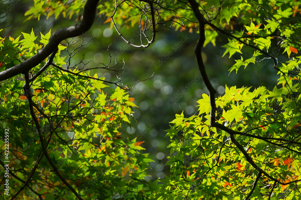 Soft new green leafs of Japanese maple in sunshine day. Soft new green leafs of Japanese maple in sunshine day.