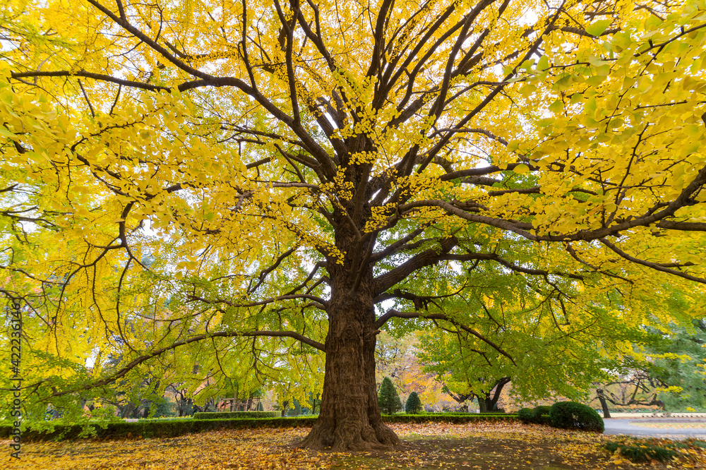 close-up of gingko tree in autumn