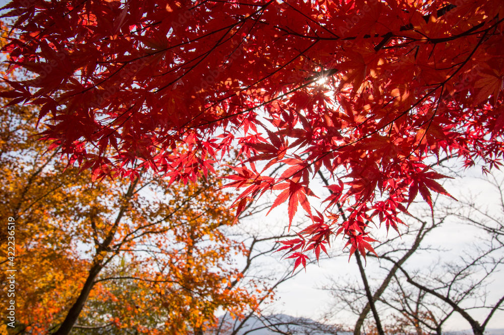 Autumn leafs of Japanese maple in sunshine day. Autumn leafs of Japanese maple in sunshine day.