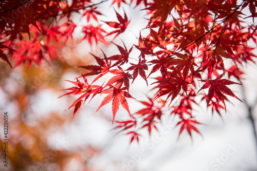 Autumn leafs of Japanese maple in sunshine day.