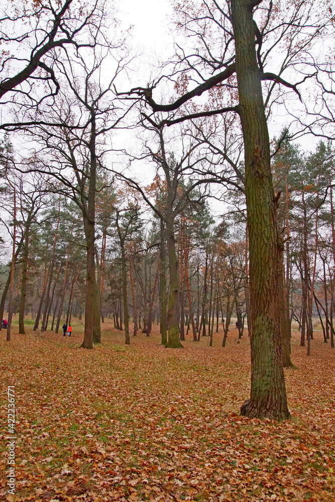 Autumn forest