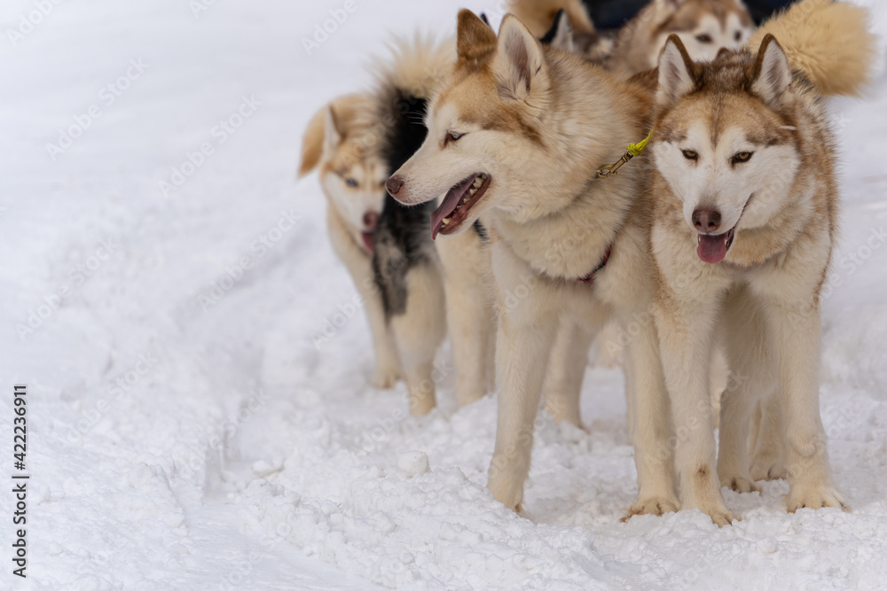 Sled dog racing with husky dogs, front view, close-up.