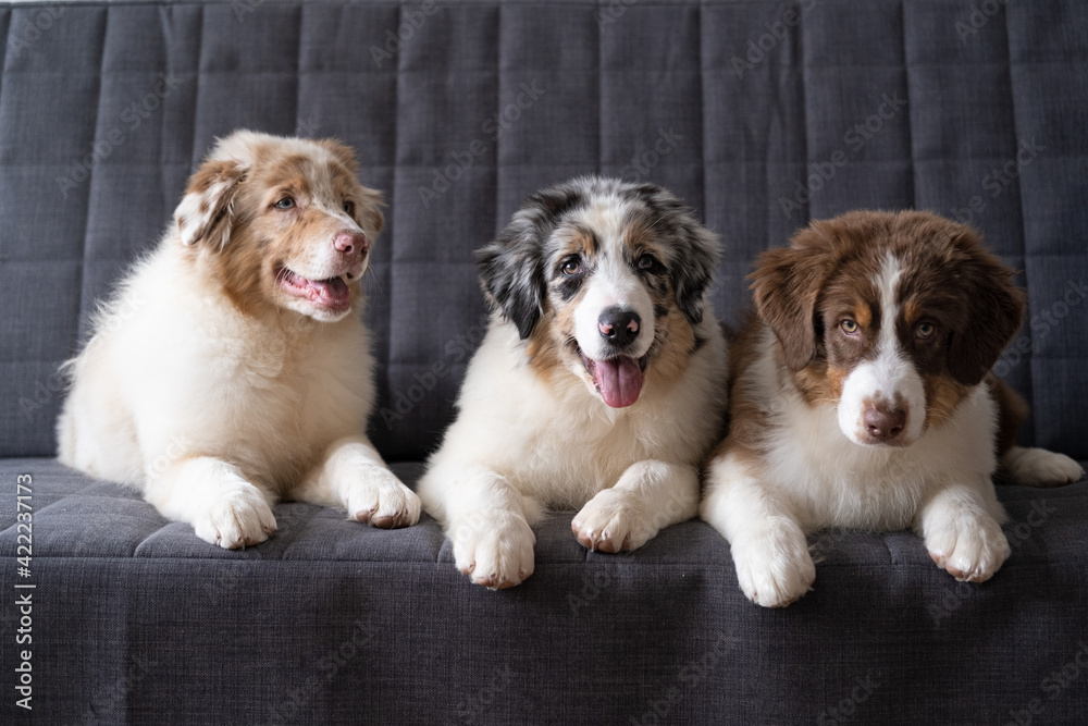Three beatiful Small Australian shepherd puppy dog lying on couch