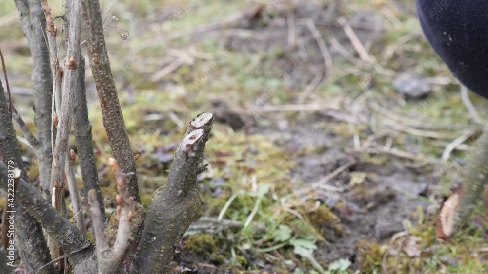 Garden care. Pruning of fruit trees. The profession of a gardener.