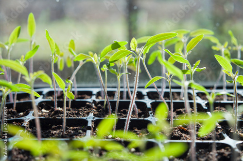 Tomato seedlings growing in a plastic multitray on a sunny windowsill.