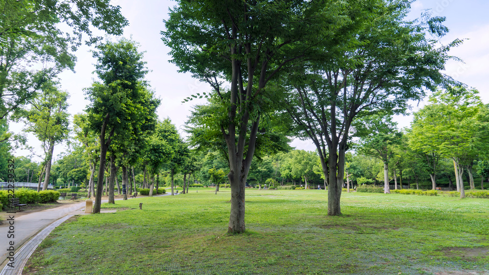 広場と森の明るい風景／上尾丸山公園（埼玉県上尾市）