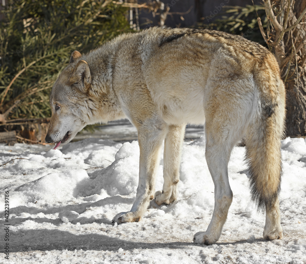 Eurasian wolf (Canis lupus lupus) eats snow in early spring