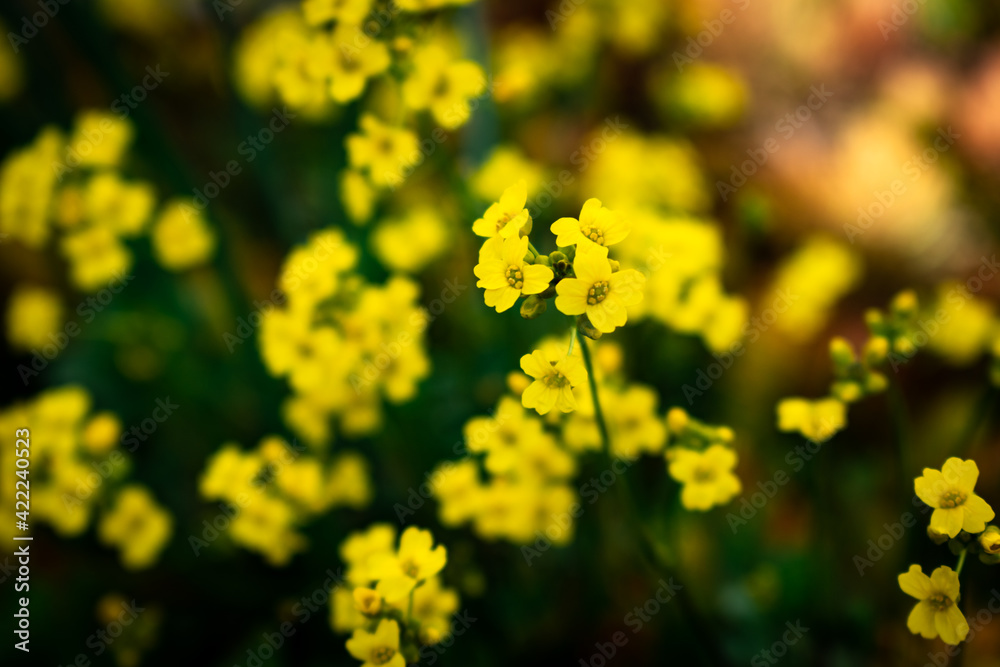 Close up of blooming yellow alyssum flowers in someone's balcony signaling spring Close up of blooming yellow alyssum flowers in someone's balcony signaling spring