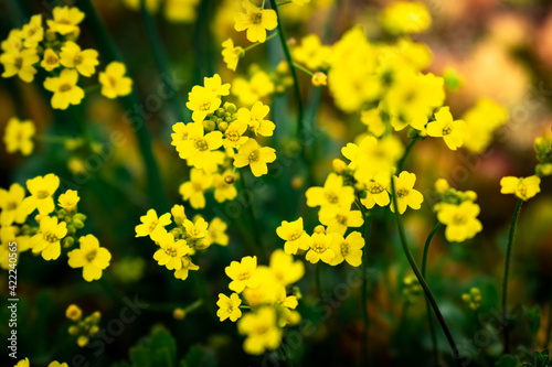 Close up of blooming yellow alyssum flowers in someone's balcony signaling spring