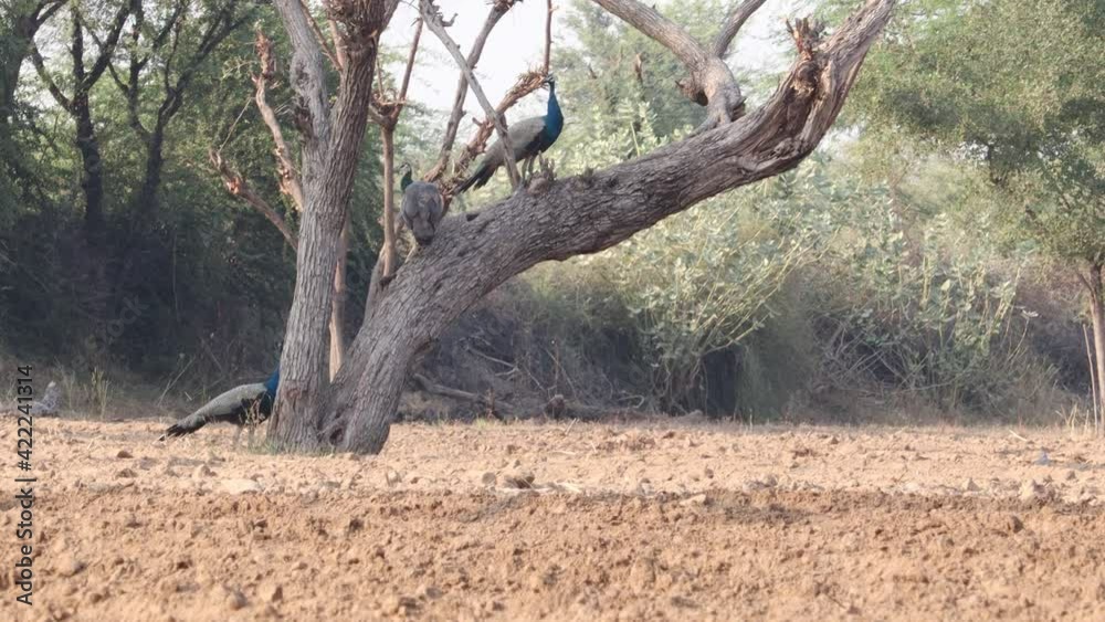 Peacock , peafowl and peahen sitting on the tree in summer..concept for Peacock (peafowl,peahen ) information,Peacock habit,Peacock nature,Peacock's routine, Peacock's beauty and attractiveness Peacock , peafowl and peahen sitting on the tree in summer..concept for Peacock (peafowl,peahen ) information,Peacock habit,Peacock nature,Peacock's routine, Peacock's beauty and attractiveness