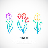 Set of tulips isolated on white background. Decorative tulips design. Vector illustration.