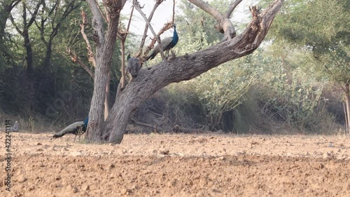 Peacock , peafowl and peahen  sitting on the tree in summer..concept for Peacock (peafowl,peahen ) information,Peacock habit,Peacock nature,Peacock's routine, Peacock's beauty and attractiveness